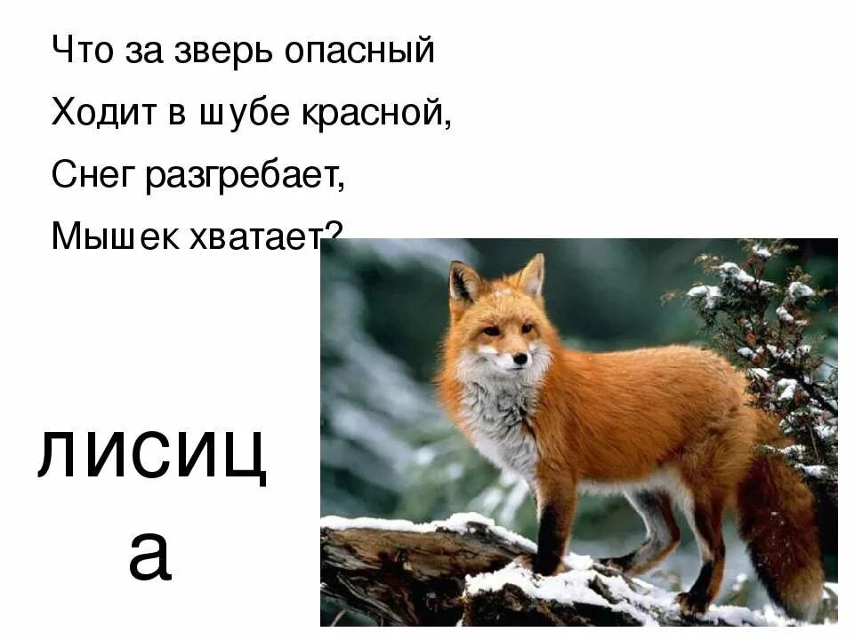 Осторожный и лиса зверь