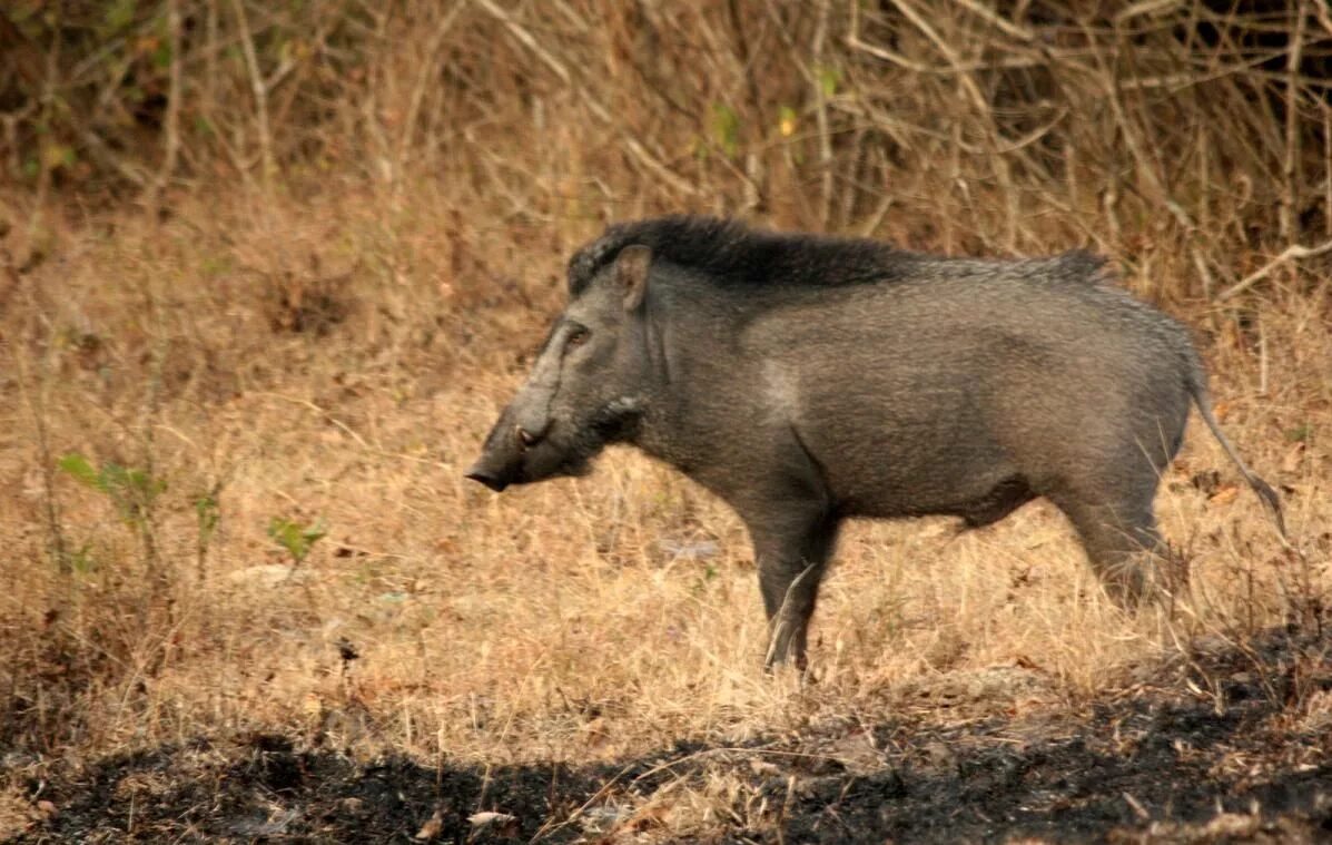 Очень дикого кабана. Вепрь кабан. Кабан (sus scrofa l.). Кабан бородавочник кабан секач. Южноазиатский дикий кабан.