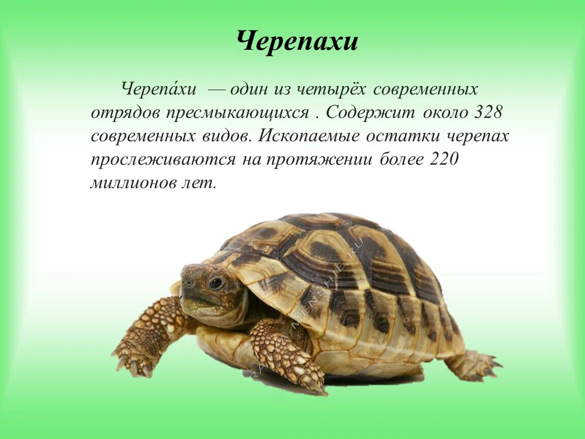 Пресмыкающиеся отряд черепахи. Черепаха класс и отряд. Класс пресмыкающиеся черепахи. Описание черепахи.