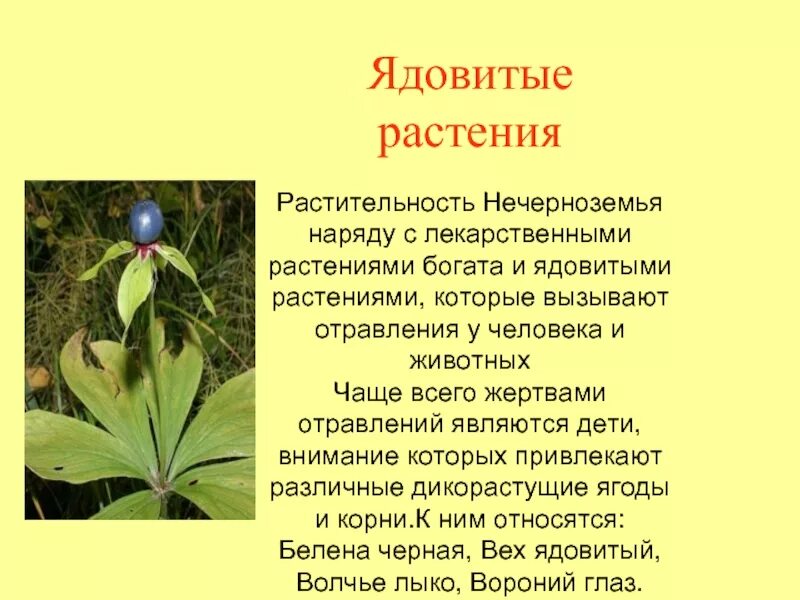 Насколько ядовит. Сообщение о ядовитом растении 2 класс окружающий мир. Сообщение на тему ядовитые растения. Сообщение о ядовитых цветах. Сообщение о ядовитых растениях.