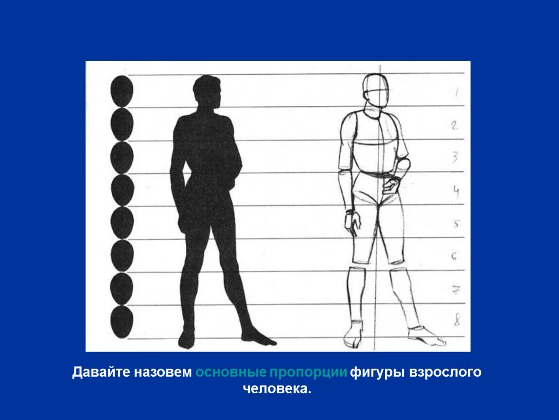 Люди изо. Пропорции фигуры человека. Пропорции фигуры человека изо. Рисунок человека по пропорциям. Рисование фигуры человека пропорции взрослого.