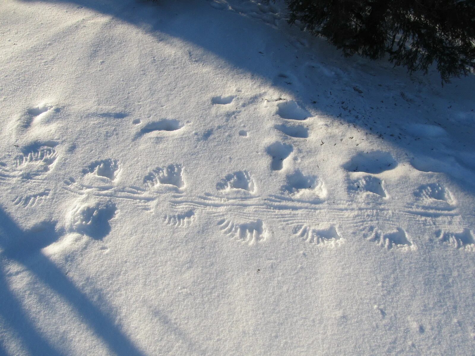 Следы животных на снегу. Отпечатки животных на снегу. Мышиные следы на снегу. Следы мыши на снегу. След недели будет