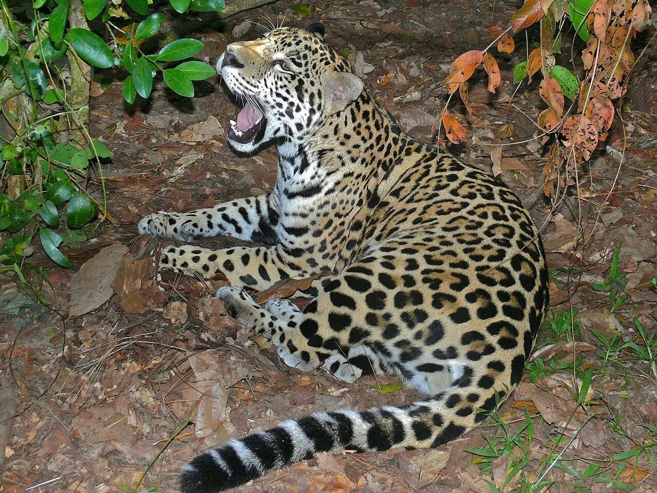 Ak panthera onca. Ak panthera onca. Panthera atrox. Калаш panthera onca. Ak panthera onca.