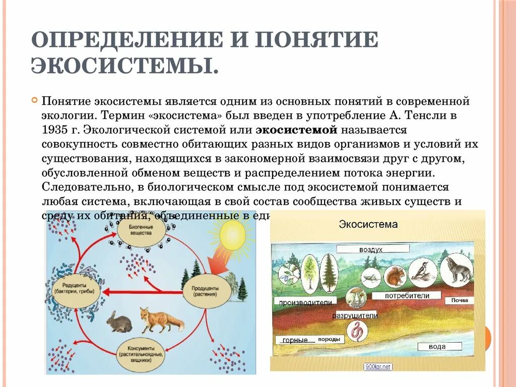 Природные экосистемы кратко. Экологические системы это в биологии кратко. Экосистема. Понятие экосистемы. Экосистема это в экологии.