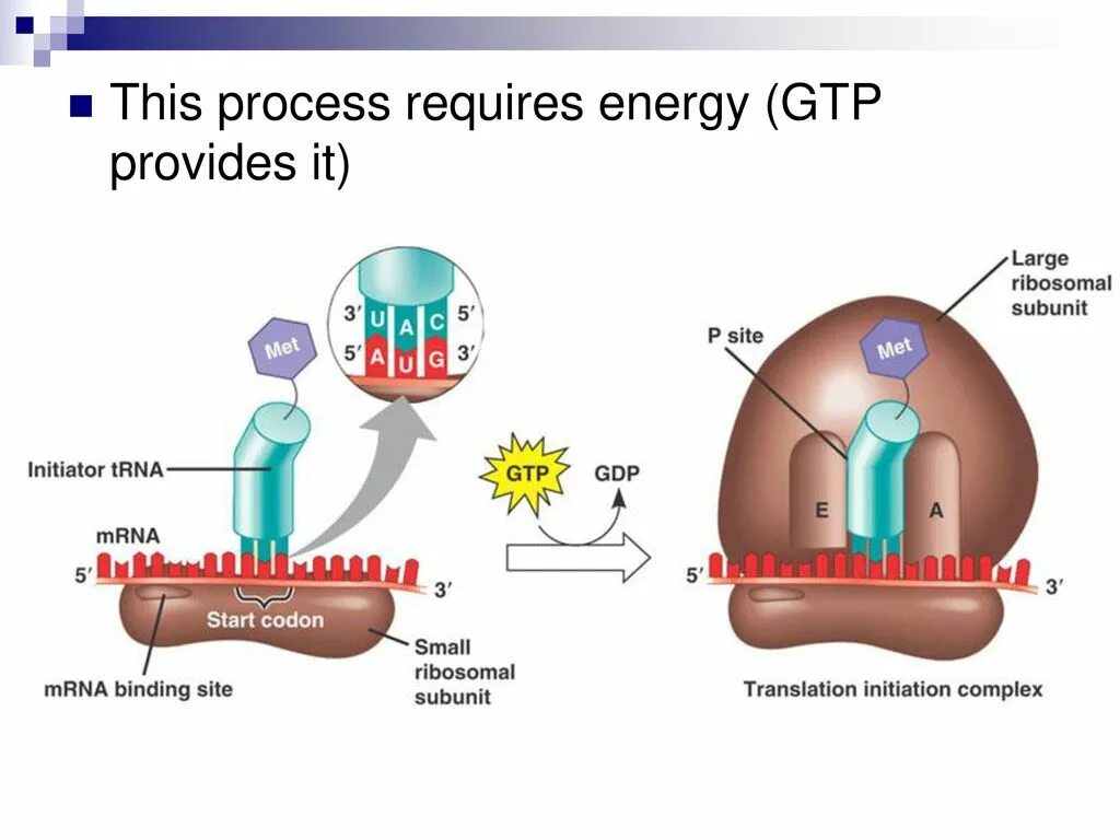 Large site be. Large site be. Translation initiation biology. Large site be. Info architectures colors.