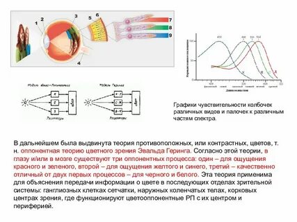 К какому избирательно чувствительны колбочки сетчатки