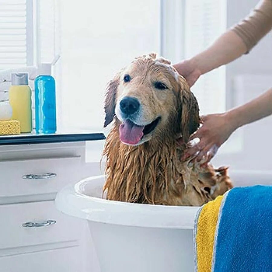 Сколько раз мыть собаку. Мытье собаки. Собака моется. Собаку моют. Купание собаки.