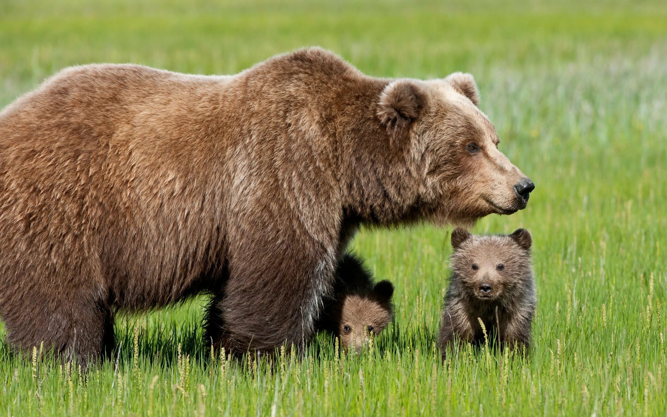 Северная Америка медведь Гризли. Сибирский бурый медведь. Сибирский бурый медведь Камчатский бурый медведь. Сибирский бурый медведь медвежата. Изображения дикие животные