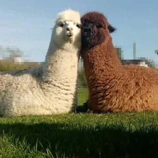 Альпака ферма лу лу