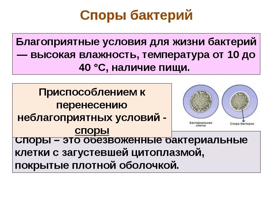 С помощью спор бактерии. Споры бактерий. Спора бактерий строение. Строение споры бактерий. Споры бактерий условия образования.