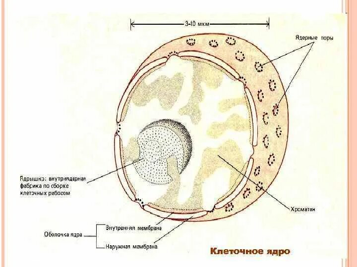 Строение ядра эукариот. Компоненты клетки ядро ядрышко. Строение ядра эукариотической клетки схема. Структура ядра эукариотической клетки. Назовите структуры ядра