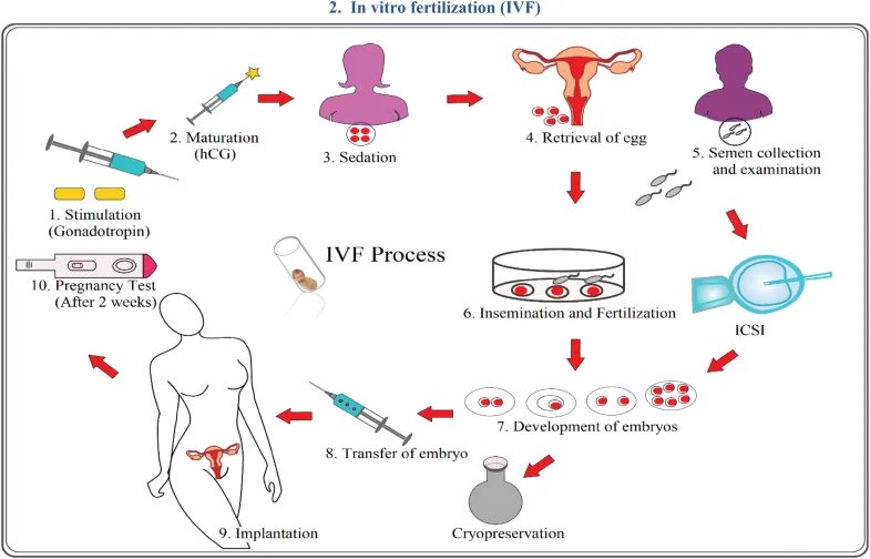 Технология in vitro. In vitro и in vivo в медицине. Исследования in vivo. Метод in vivo in vitro.