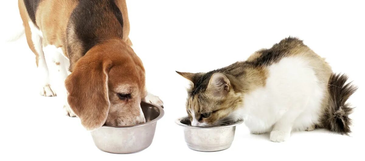 Корм для собак. Корма для кошек и собак. Собака ест сухой корм. Кормежка для животных на белом фоне.