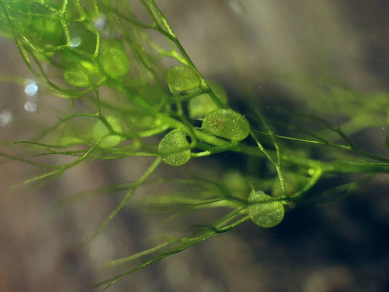 Водные растения пузырьки. Пузырчатка (Utricularia). Пузырчатка растение хищник. Пузырчатка необыкновенная. Utricularia vulgaris l. – пузырчатка обыкновенная.