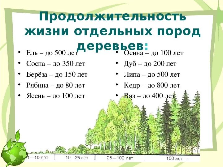 Продолжительность деревьев таблица 1. Продолжительность жизни деревьев дуб береза. срок жизни деревьев таблица. продолжительность деревьев таблица. сколько лет живут деревья таблица окружающий мир.