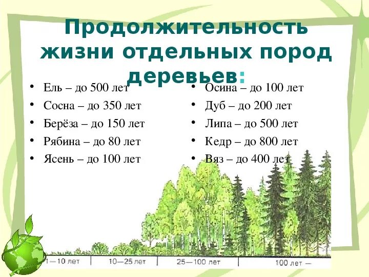 Проды сколько. Срок жизни деревьев таблица. Продолжительность деревьев таблица. Длительность жизни деревьев в таблице. Дуб Продолжительность жизни дерева 1 класс.