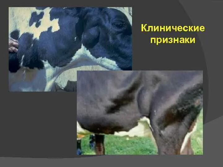 Корова плохо пьет. Лейкоз крупного рогатого скота симптомы. Лейкоз симптомы крупно рогатого скота.