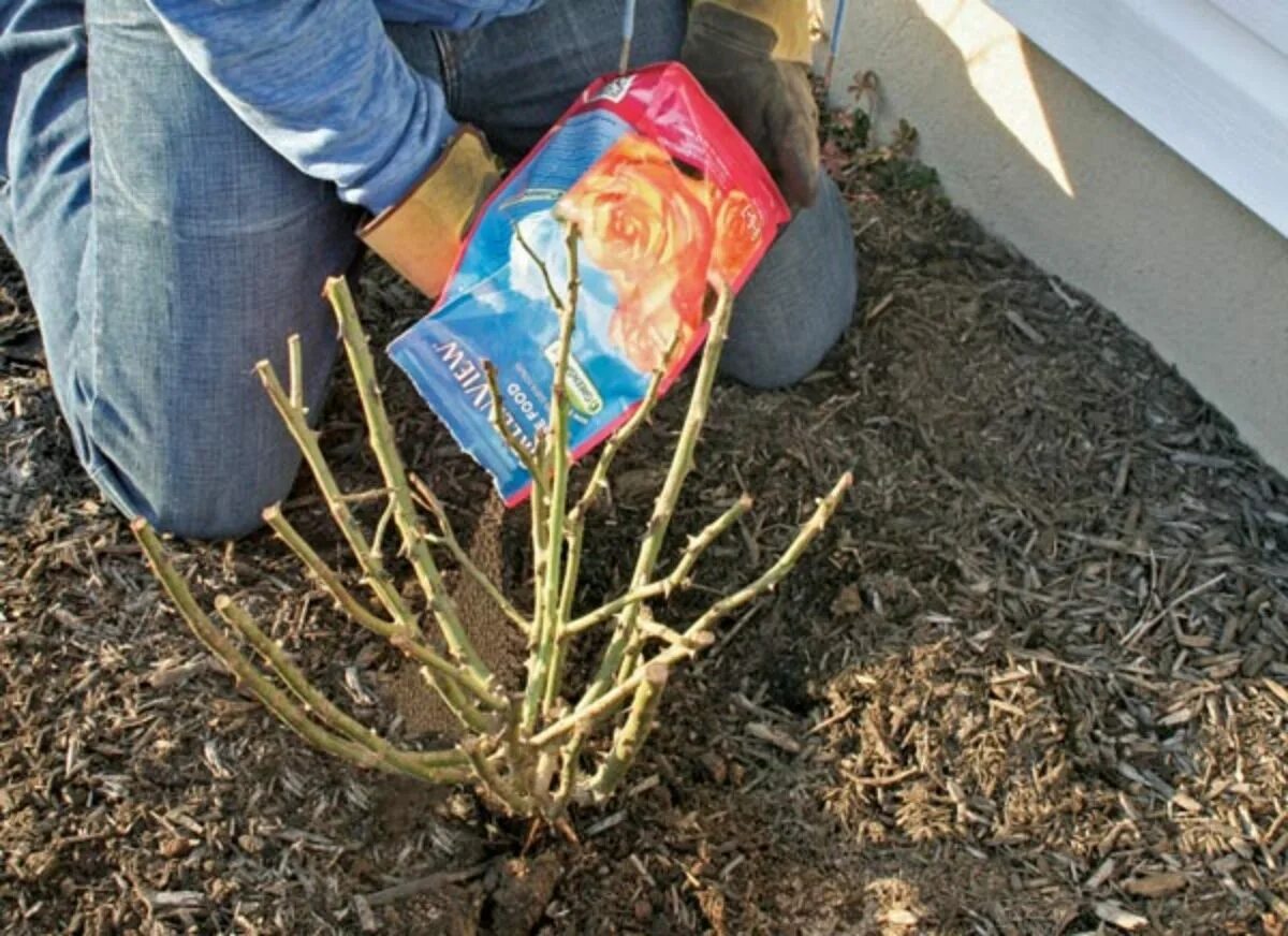 Посадить розу саженец весной