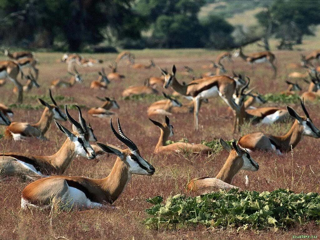 Образ жизни звери. Антилопа африканской саванны. Животные саванны антилопа. Стая антилоп. Стадо животных.