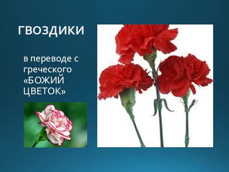 Гвоздика сколько можно в день. Гвоздика. Гвоздики цветы. Три гвоздики. Красные гвоздики символ чего.