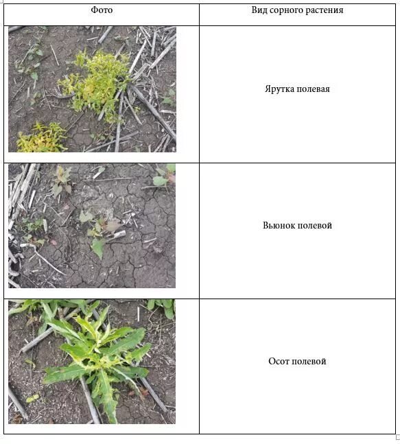 Сорные растения полевых культур. Распространение культурных растений. Сорные травы. Классификация сорных растений. Сорные травы. Сорные растения список