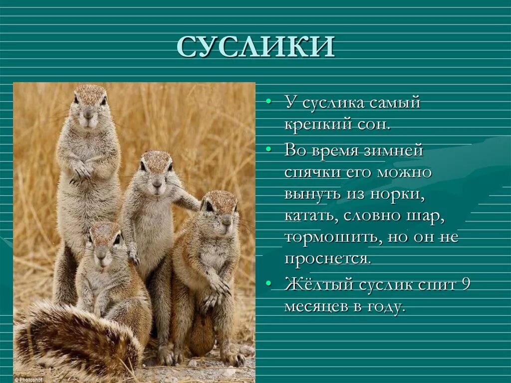 Интересные факты о сусликах. Доклад про суслика. Информация о Суслике 4 класс. Интересные факты о сусликах в степи.