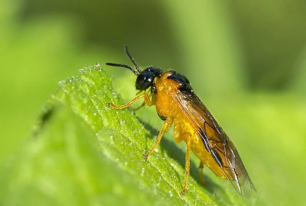 Рапсовый пилильщик гусеница. Обыкновенный хлебный пилильщик. Рапсовый пилильщик гусеница. Рапсовый пилильщик. Рапсовый пилильщик.