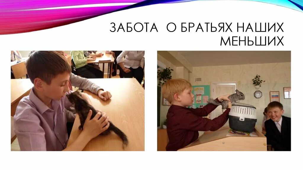 Заботиться о уроке. Забота о братьях наших меньших. Заботьтесь о братьях меньших. Заботься о братьях наших меньших. Доброта наших братьев меньших.