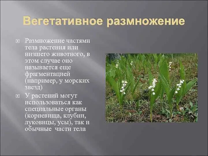 Как называется размножение частями растения. Как называется размножение частями растения. Цветковые растения. Способ размножения вегетативное размножение у растений. Вегетативное и генеративное размножение растений.