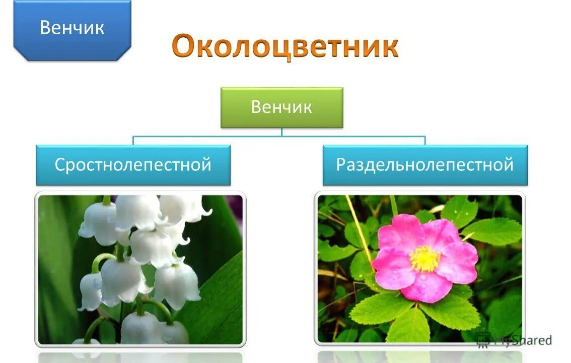 Венчик цветка. Сростнолистный околоцветник. Венчик раздельнолепестный и сростнолепестный. Околоцветник венчик. Сростнолистный околоцветник.