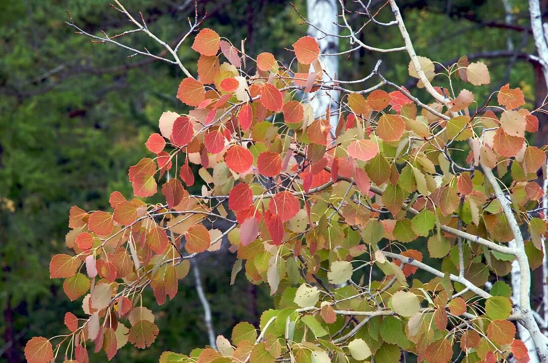 Осина (Populus tremula). Осина Сибирская. Кустарниковая осина. Тополь дрожащий осина. Осинка листья осенью