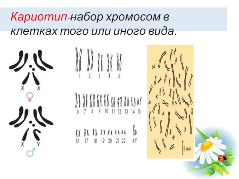 Наследование сцепленное с полом презентация 10 класс. Кариотип генетика. Кариотип набор. Кариотип хромосомный набор. Кариотипы животных и растений.