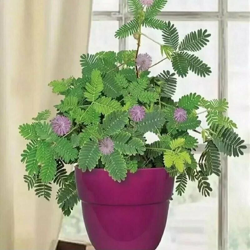 Мимоза стыдливая листья. Мимоза стыдливая. Мимоза pudica. Растение закрывающее листья. Стыдливая мимоза растение.