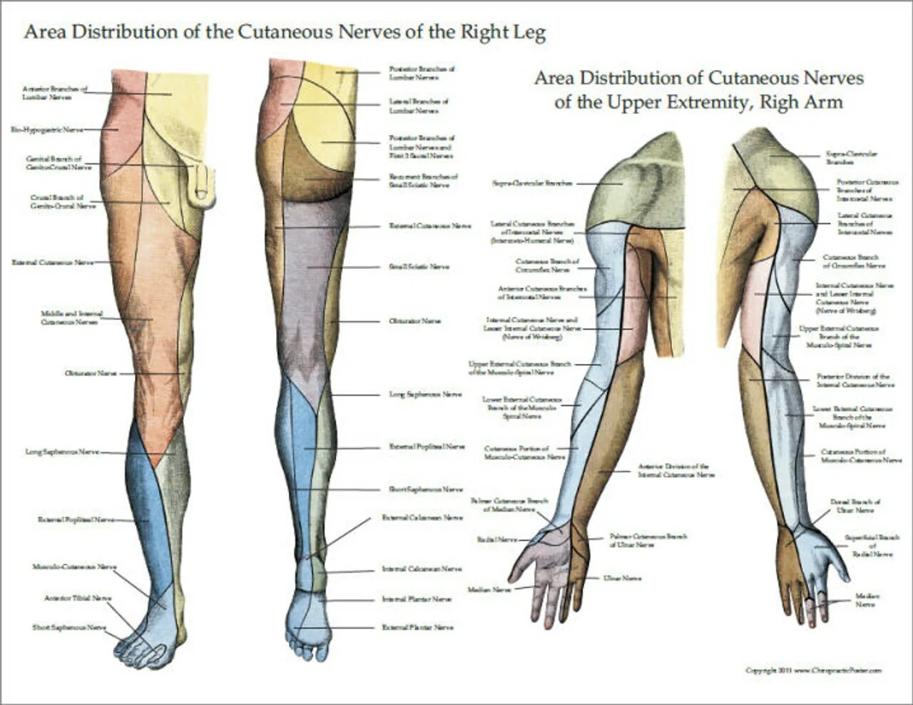 Области нижней конечности. Иннервация нижней конечности анатомия. Иннервация ног нижних конечностей. Иннервация кожи нижней конечности схема. Иннервация кожи нижней конечности анатомия.