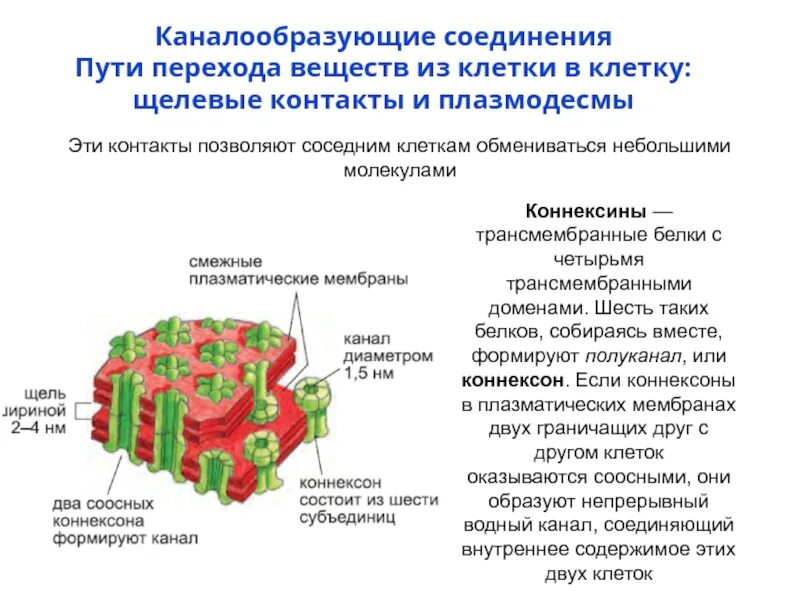 Щелевые контакты соединение клеток. Прочные клеточные соединения кожи. Запирающие клеточные соединения. Каналообразующие контакты.