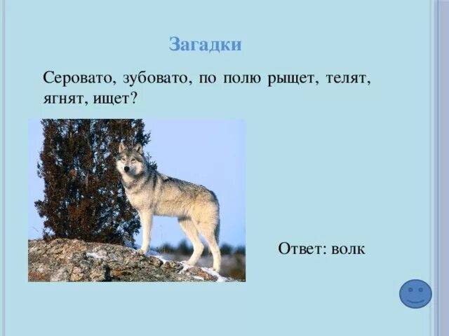 Загадка про волка для детей. Загадки про животных волк. Загадка про волка для малышей. Загадка про волка для дошкольников. Что тех мест голодный рыскал волк