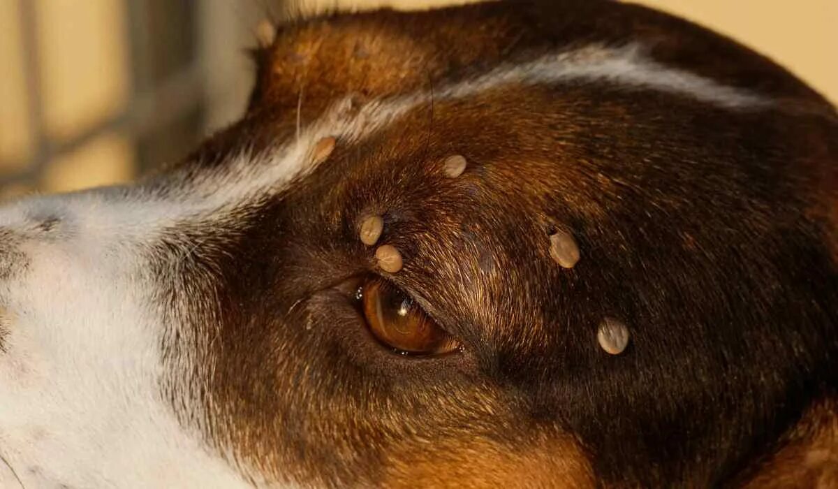 Пироплазмоз после лечения. Пироплазмоз собак Ветеринария.