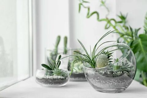 Сайт plants