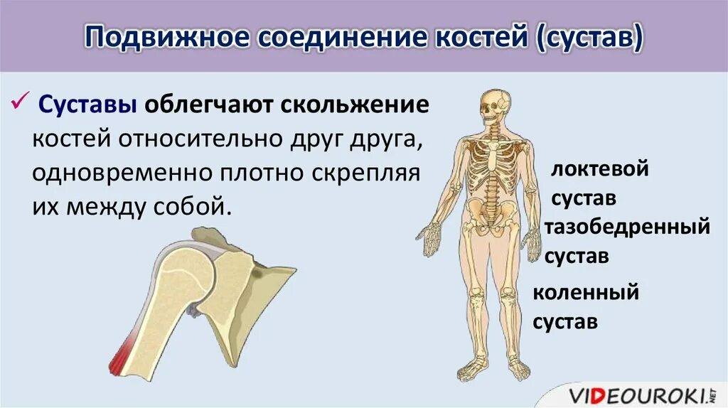 Подвижное соединение костей суставы. Подвижное соединение костей. Подвижные соединения костей. Неподвижное соединение костей. Типы соединения костей подвижные.