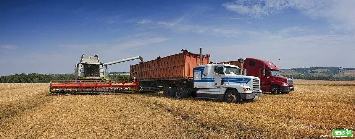 грузовик фон. грузовики в поле. скания тягач зерновоз. грузовик с зерном. уборка зерновых.