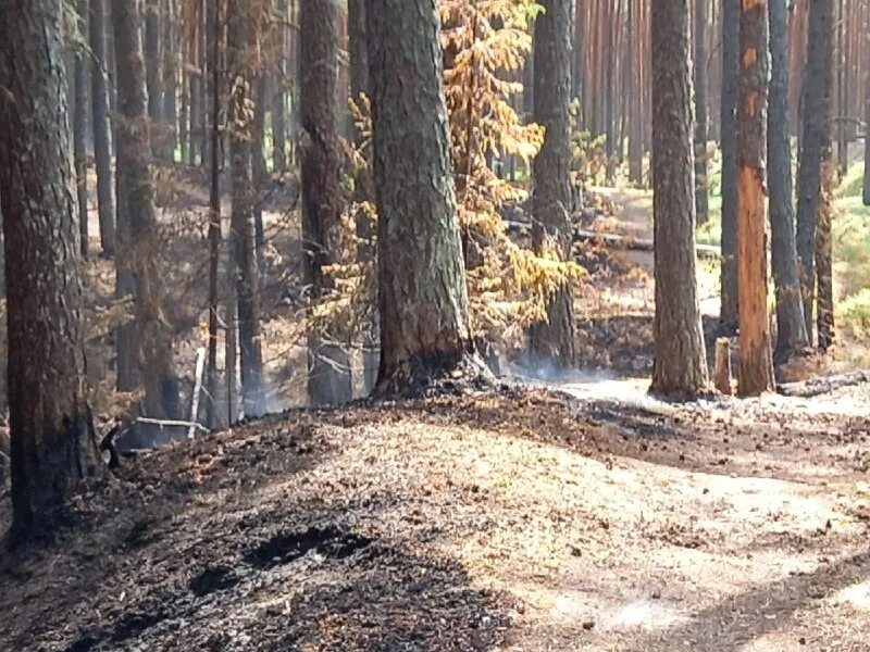 санаторий в кирове сосновый бор. приморский парк сосновый бор. лесная дорога. висячий мост через коваш сосновый бор. озеро в лесу.
