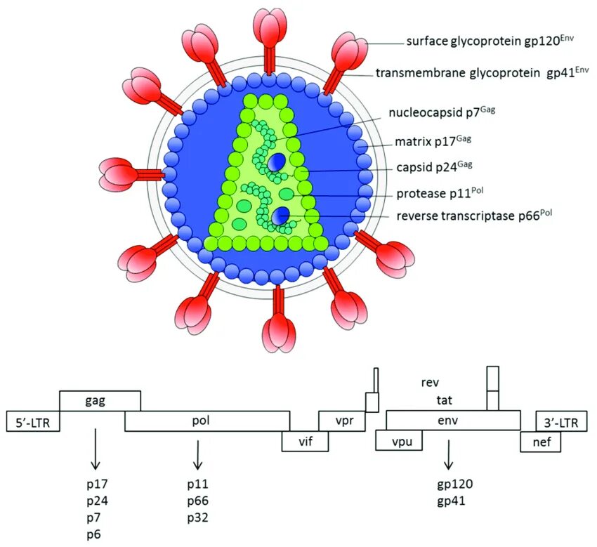 Вирион ВИЧ. HIV Genome. HIV virus Genome. Human Immunodeficiency virus 1 (HIV-1). Human immunodeficiency