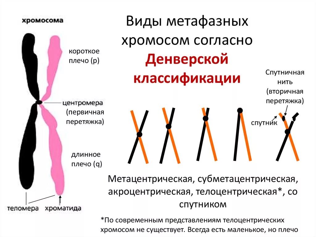 Местоположение хромосом. Акроцентрические хромосомы строение. Метацентрические субметацентрические акроцентрические хромосомы. Типы метафазных хромосом. Палочковидные хромосомы.