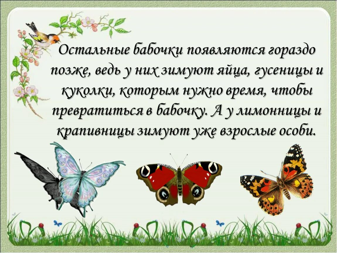 Какие бабочки появляются 1. Первые бабочки весной. бабочки которые появляются весной. бабочка весной проснулась. пора превращаться в бабочек.