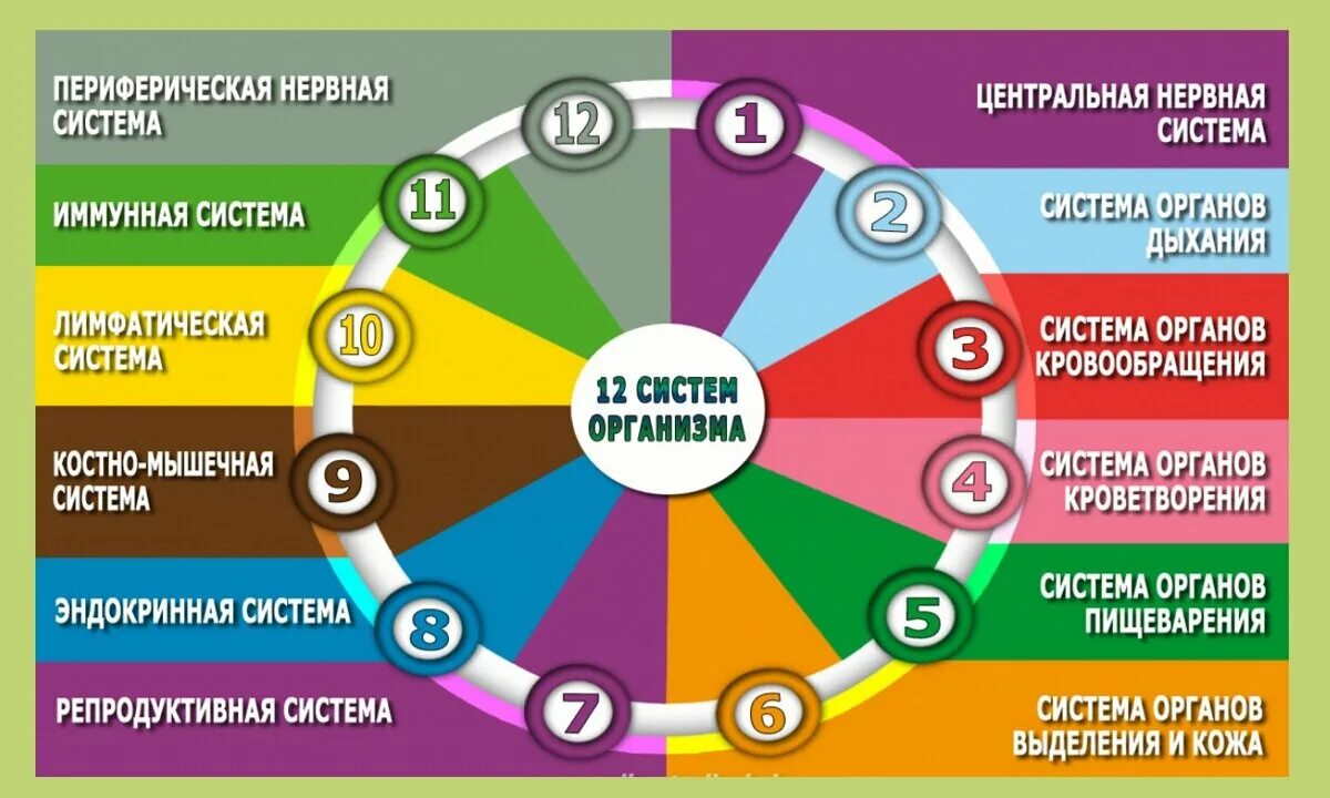 Сколько систем в организме человека. Основные системы организма. 12 Систем организма. Основные системы человеческого организма. Взаимосвязь систем органов в организме человека