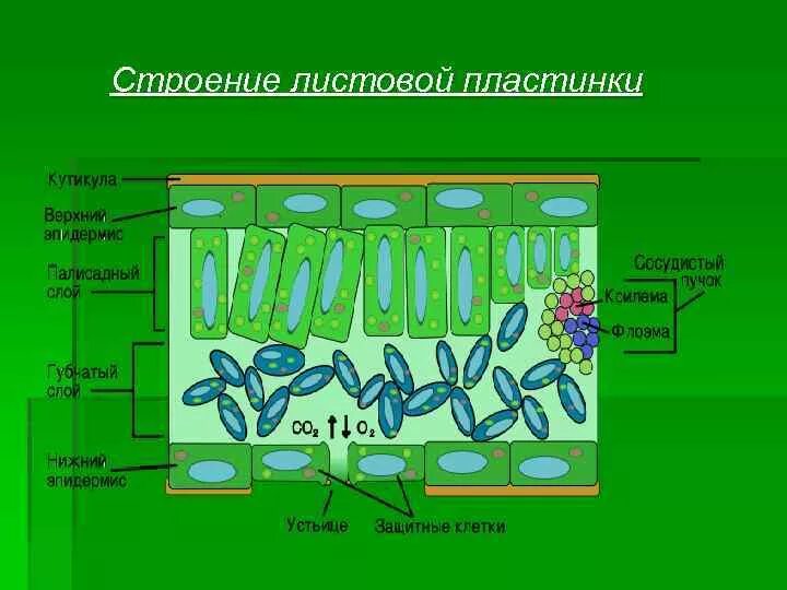 Мякоть листа название. Строение листовой пластинки. Листовая пласти строение. Клеточное строение листовой пластины. Анатомическое строение листовой пластины.