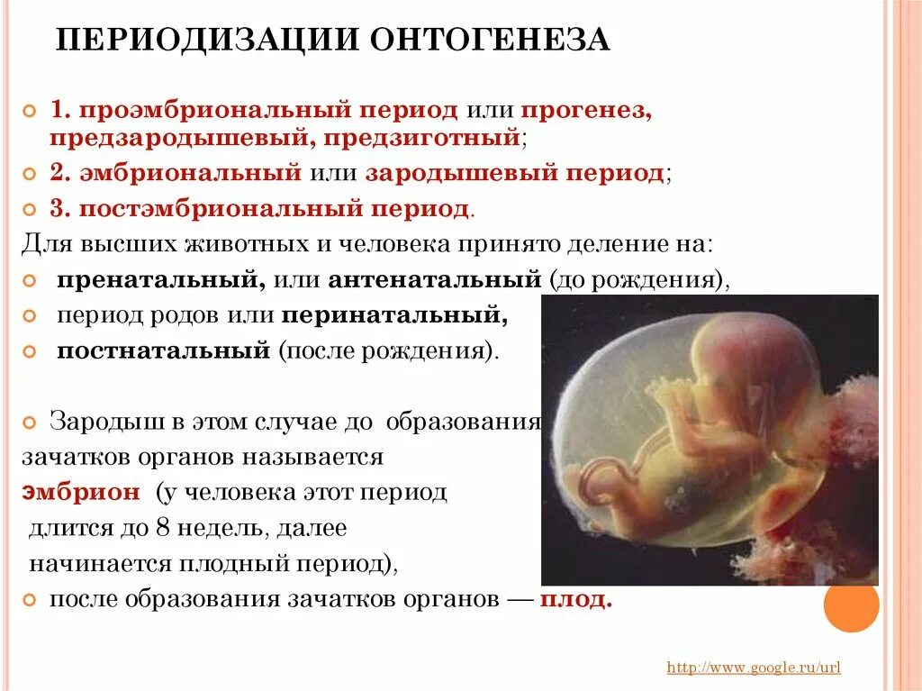 Развитие организма после рождения. Периодизация онтогенеза. Периодизация эмбрионального развития. Периодизация пренатального онтогенеза. Периоды развития онтогенеза.