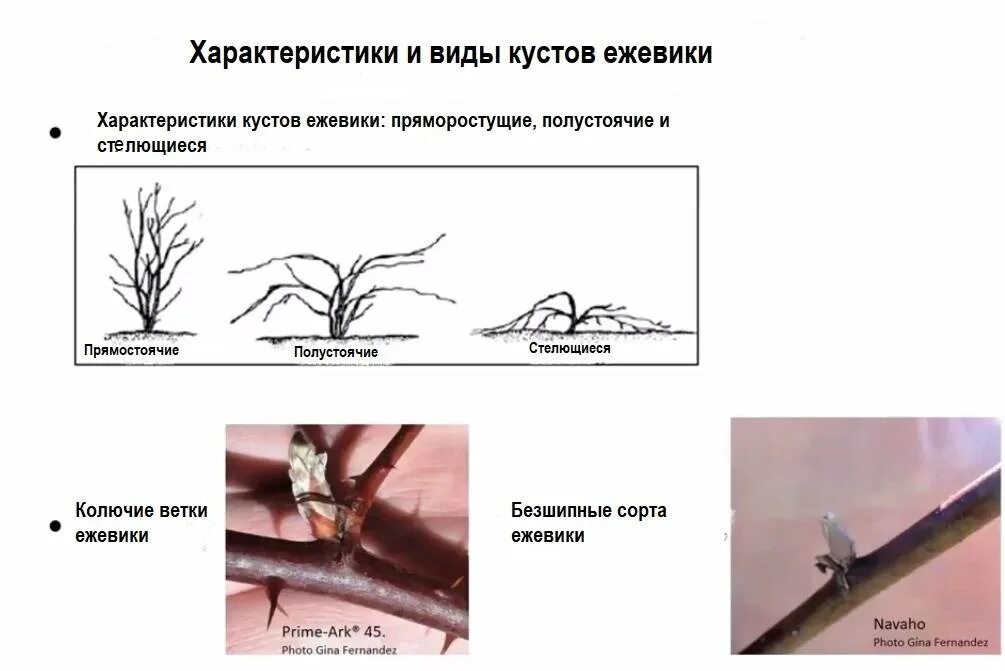 Надо ли обрезать ежевику. Формировка куста ежевики. Обрезка бесшипной ежевики весной. Пинцировка ежевики. Обрезка бесшипной ежевики.