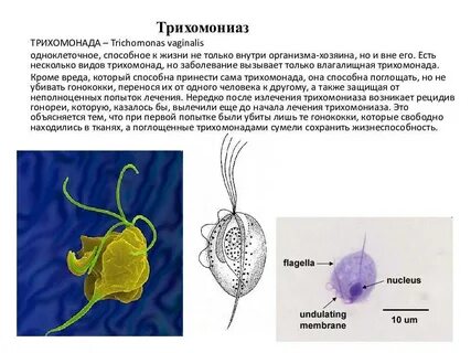 После лечения трихомонады