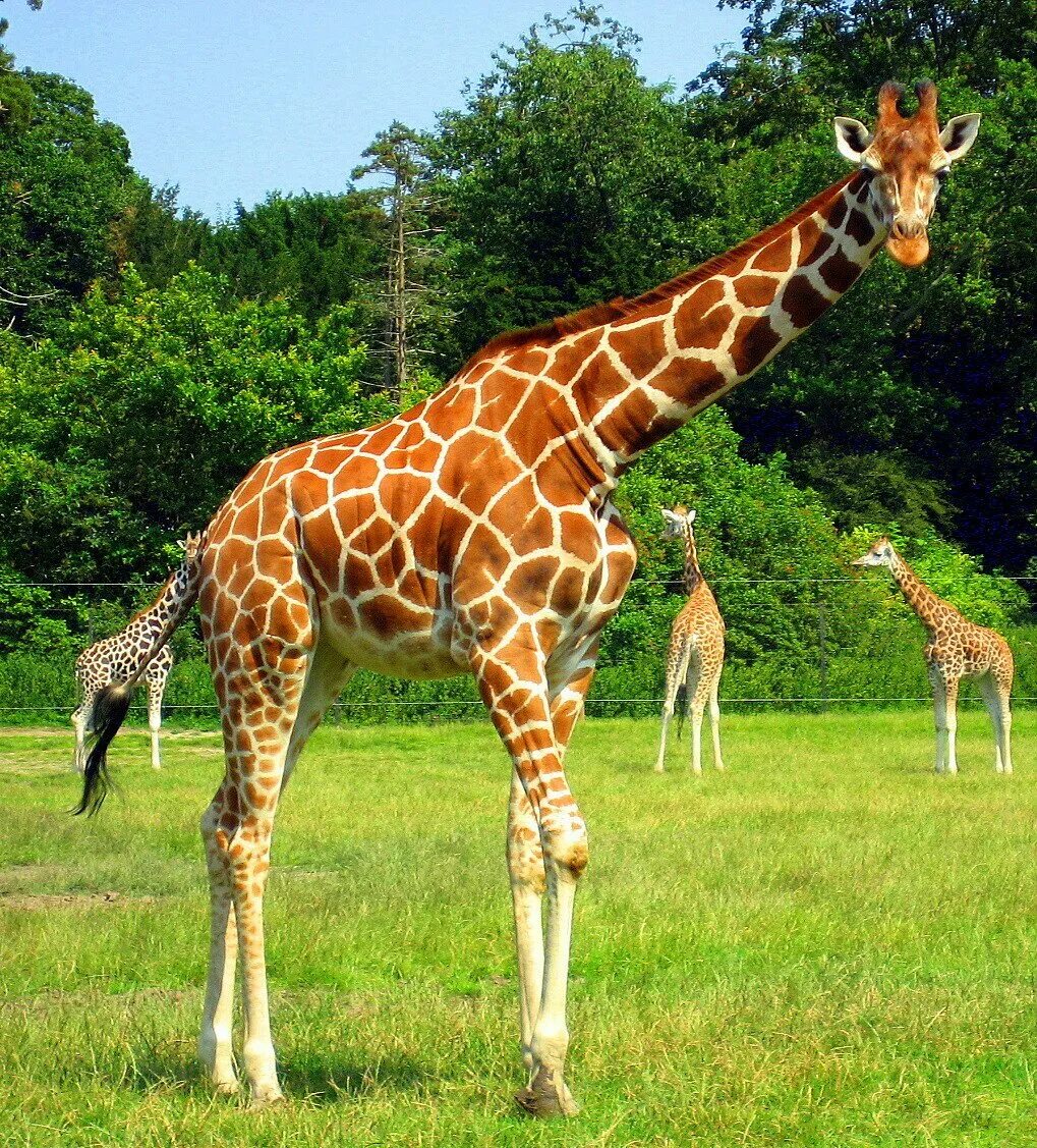 Какое животное выше. Родезийский Жираф. Красивый Жираф. Изображение жирафа. Млекопитающие Жираф.